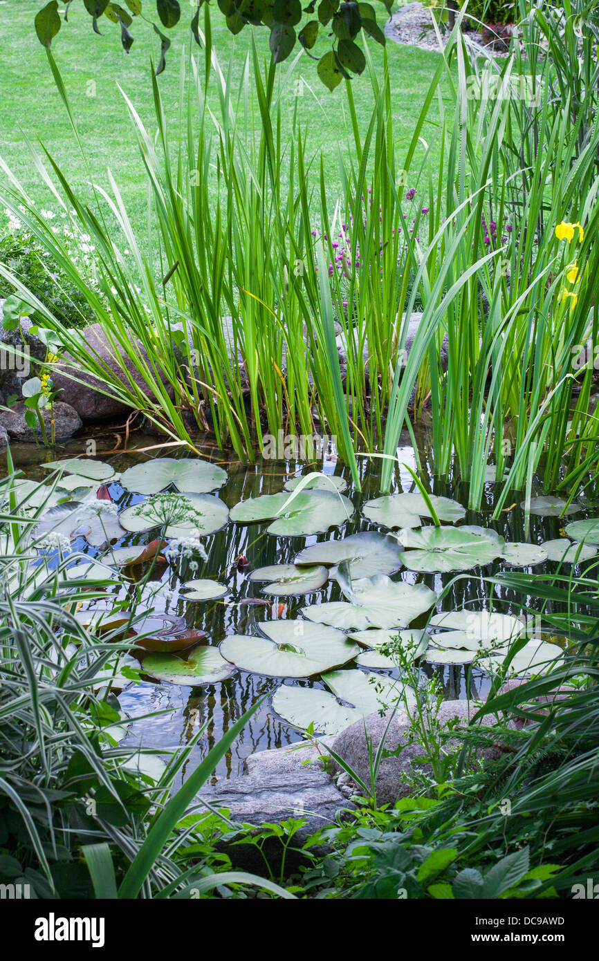 Pond with `Acorus calamus` Stock Photo Alamy